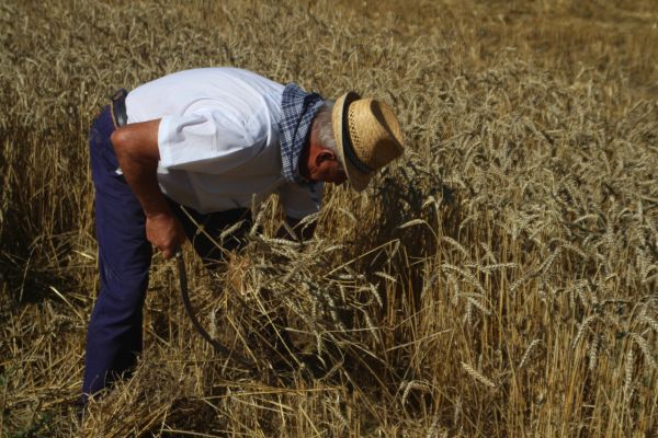 Fiesta del Mundo Rural